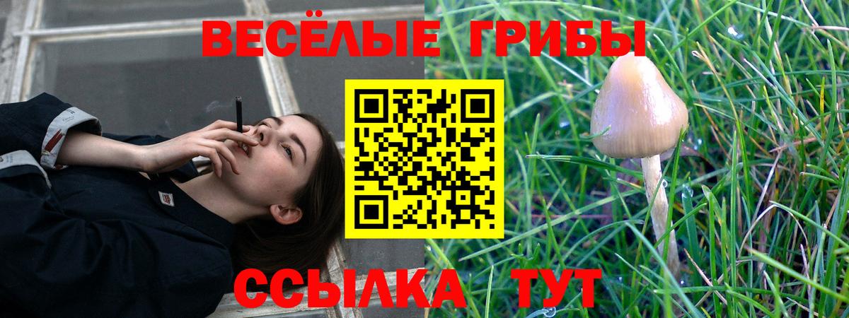 Строитель  Псилоцибиновые грибы прущие грибы  Вход с VPN  Галлюциногенные грибы GOLDEN TEACHER 